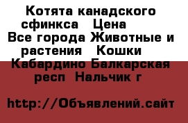 Котята канадского сфинкса › Цена ­ 15 - Все города Животные и растения » Кошки   . Кабардино-Балкарская респ.,Нальчик г.